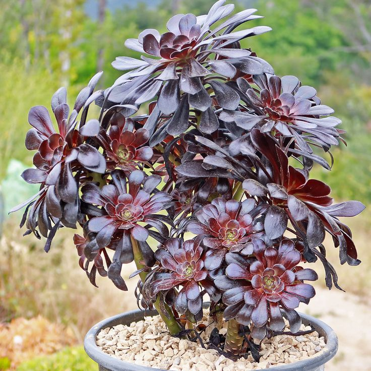Black Rose Aeonium Arboreum Zwartkop Unrooted Cuttings – 4"-6" Succulent, Dark Purple to Black Rosettes, Hardy Aeonium, Easy to Grow