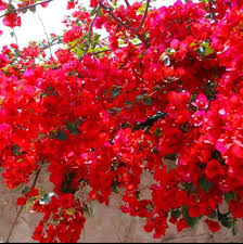 Spectabilis Red Bougainvillea Starter Plant Plug | Rare Tropical Flowering Vine | Vibrant Red Blooms | Indoor & Outdoor Plant