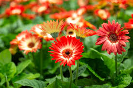 200+ White & Red Gerbera Daisy Seeds – Two-Tone Blooms for Garden, Cut Flowers, Gerbera jamesonii
