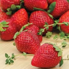 Everbearing Strawberry Plants Bare Root Pack – Ozark Beauty, Hardy, Sweet & Juicy Berries, Zones 4-9