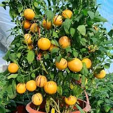Pepino Melon Plant Cutting | Bushy Evergreen Starter with Pot | Solanum muricatum | Sweet Golden Ginseng Fruit