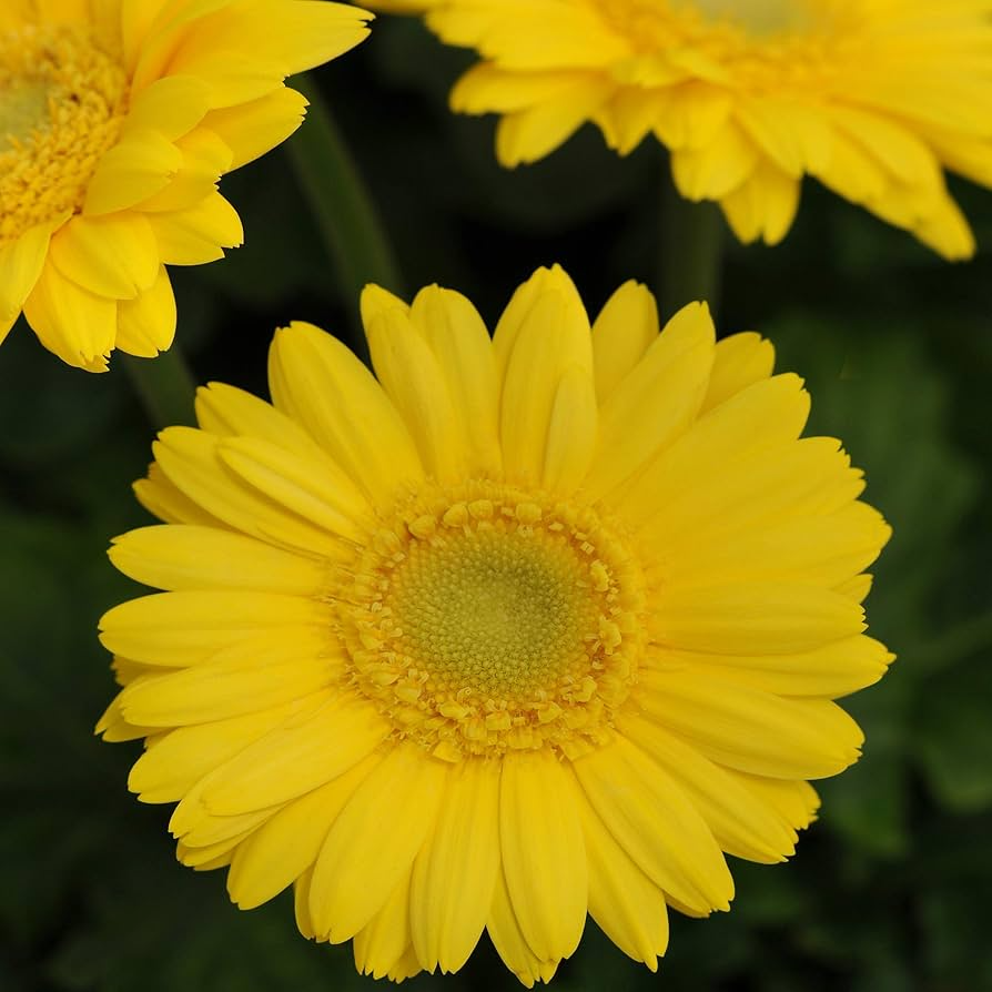Yellow Gerbera Daisy Seeds – 200+ Soft Yellow Blooms for Garden, Pots & Bouquets – Gerbera jamesonii