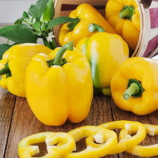 Sunbright Sweet Bell Pepper Seeds – Capsicum annuum – Yellow Heirloom Non-GMO, Mild & Sweet Flavor, Compact Plant for Containers