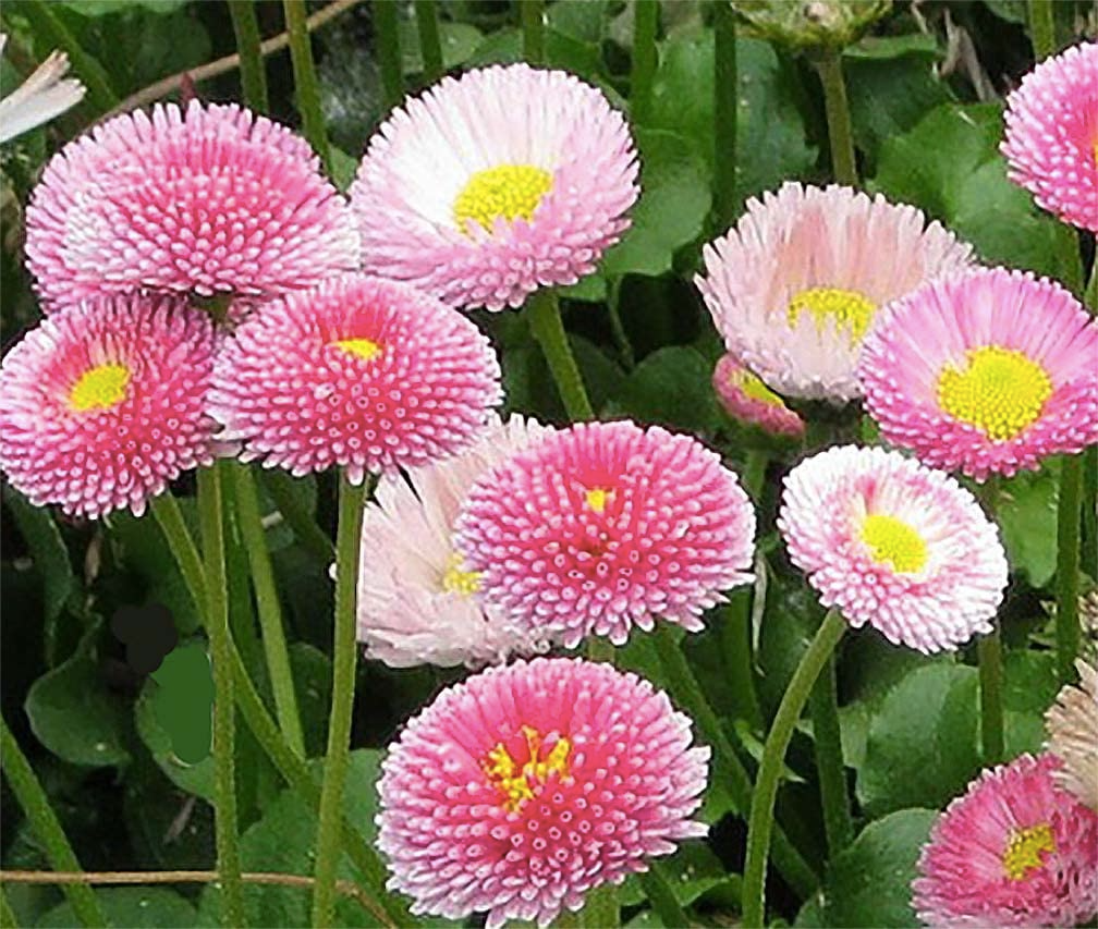 Pink English Daisy Seeds – Bellis perennis, Perennial, Rosy Button-Like Blooms, Garden Borders & Containers, 200+ Seeds