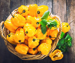 Sweet Yellow Habanero Pepper Seeds – Heirloom, Non-GMO, Fruity Flavor, No Heat, Compact Bushy Plant
