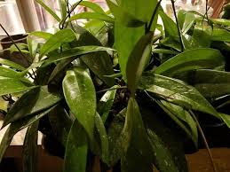 Hoya Pubicalyx Starter Plant - Mottled Silver Leaf Wax Plant, Tropical Vining Houseplant, Fragrant Blooms