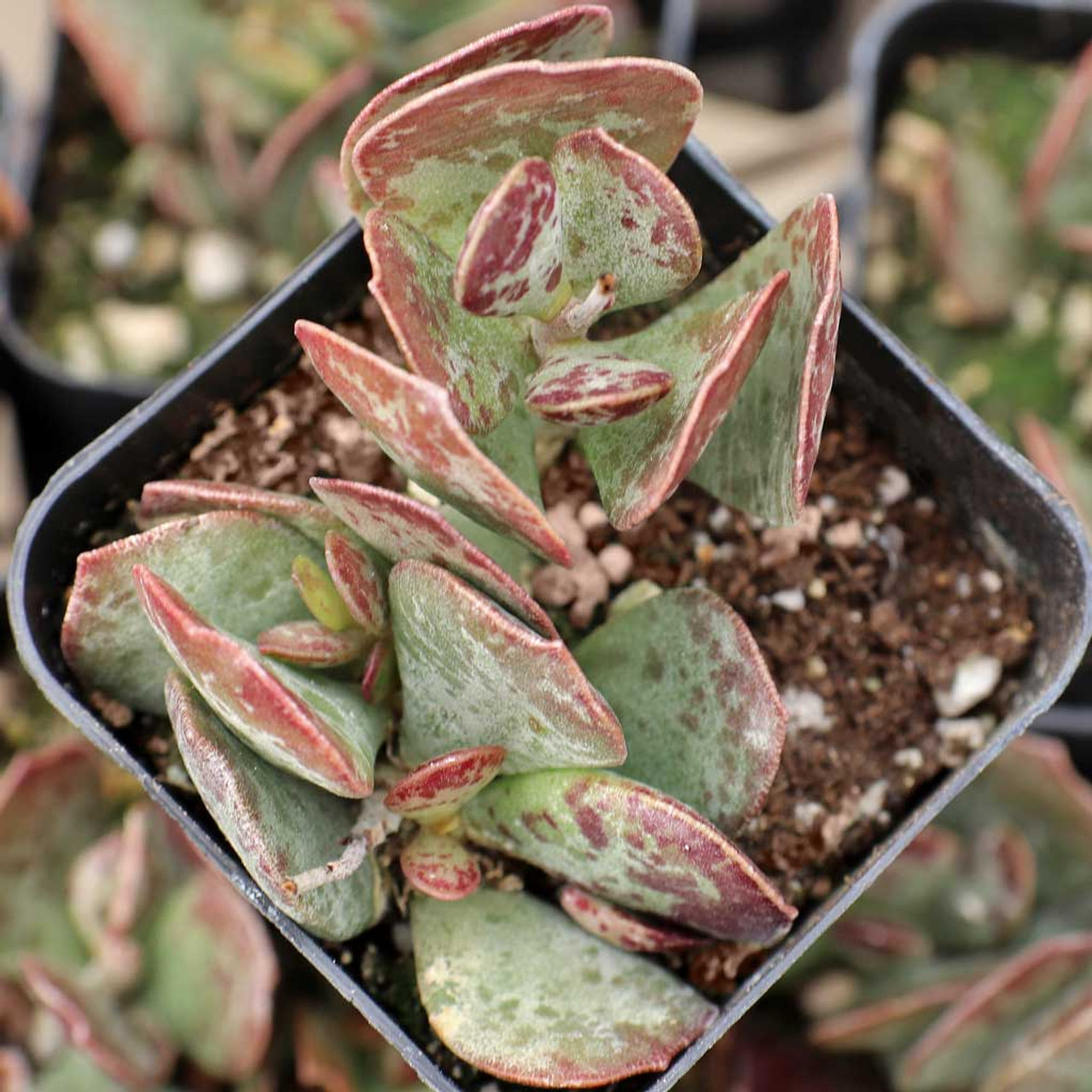 Adromischus Maculatus ‘Calico Hearts’ Succulent – Spotted Chocolate Drop Indoor or Outdoor Plant, Drought-Tolerant, Easy Care