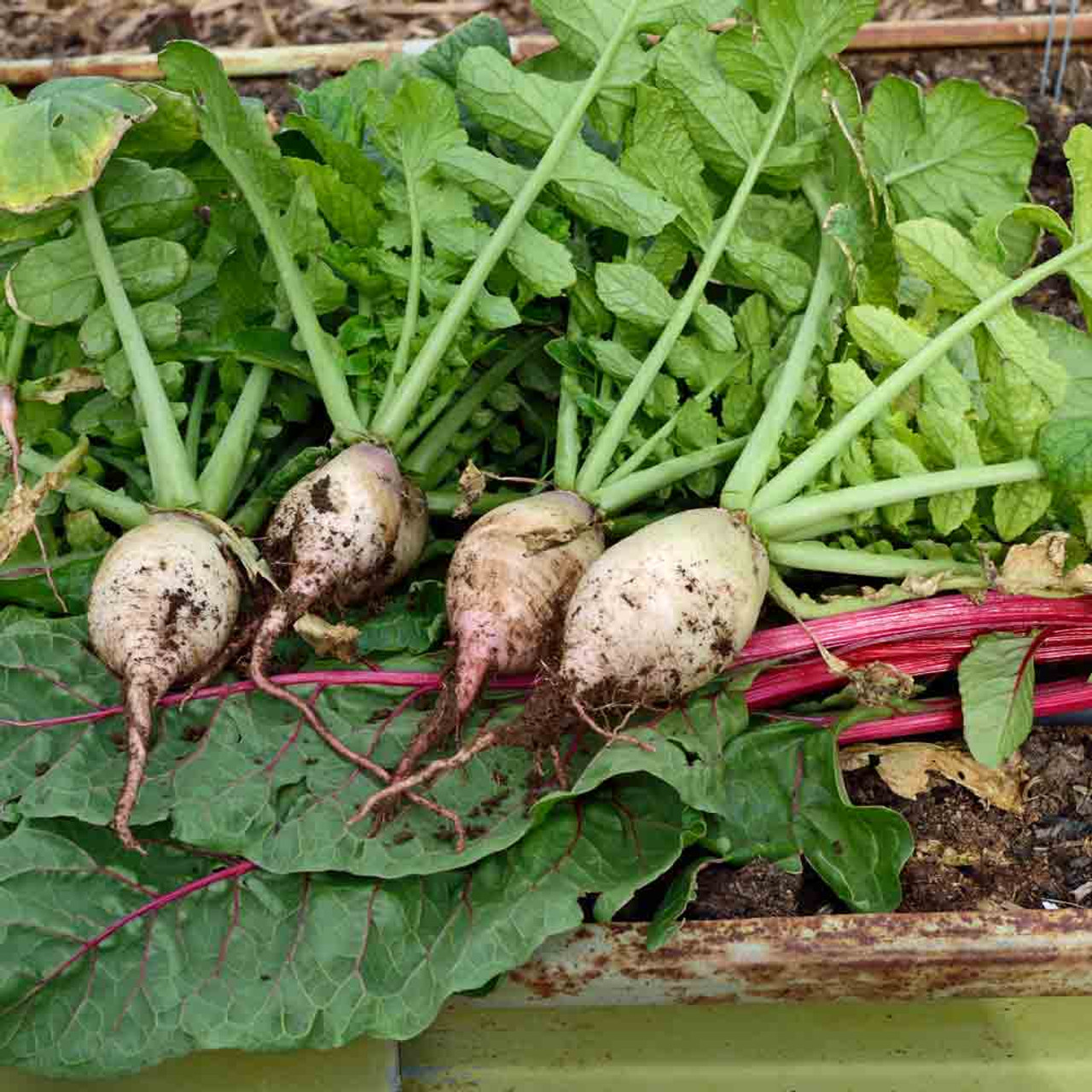 Turnip Seven Top Seeds 1g Heirloom Brassica rapa Nutritious Greens for Gardens & Containers