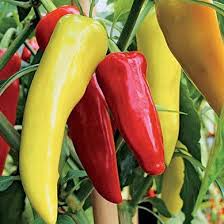 Sweet Banana Pepper Seeds – Heirloom, Mild & Sweet, High Yield, Heat Tolerant, Garden & Container Planting, Capsicum annuum
