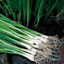 White Lisbon Bunching Onion Seeds, Allium fistulosum, Heirloom Green Onions, 250 mg for Planting