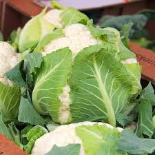 Cauliflower Seeds Snowball Y Improved – Heirloom, Cold Hardy, High Yield, Compact, Garden & Container Planting