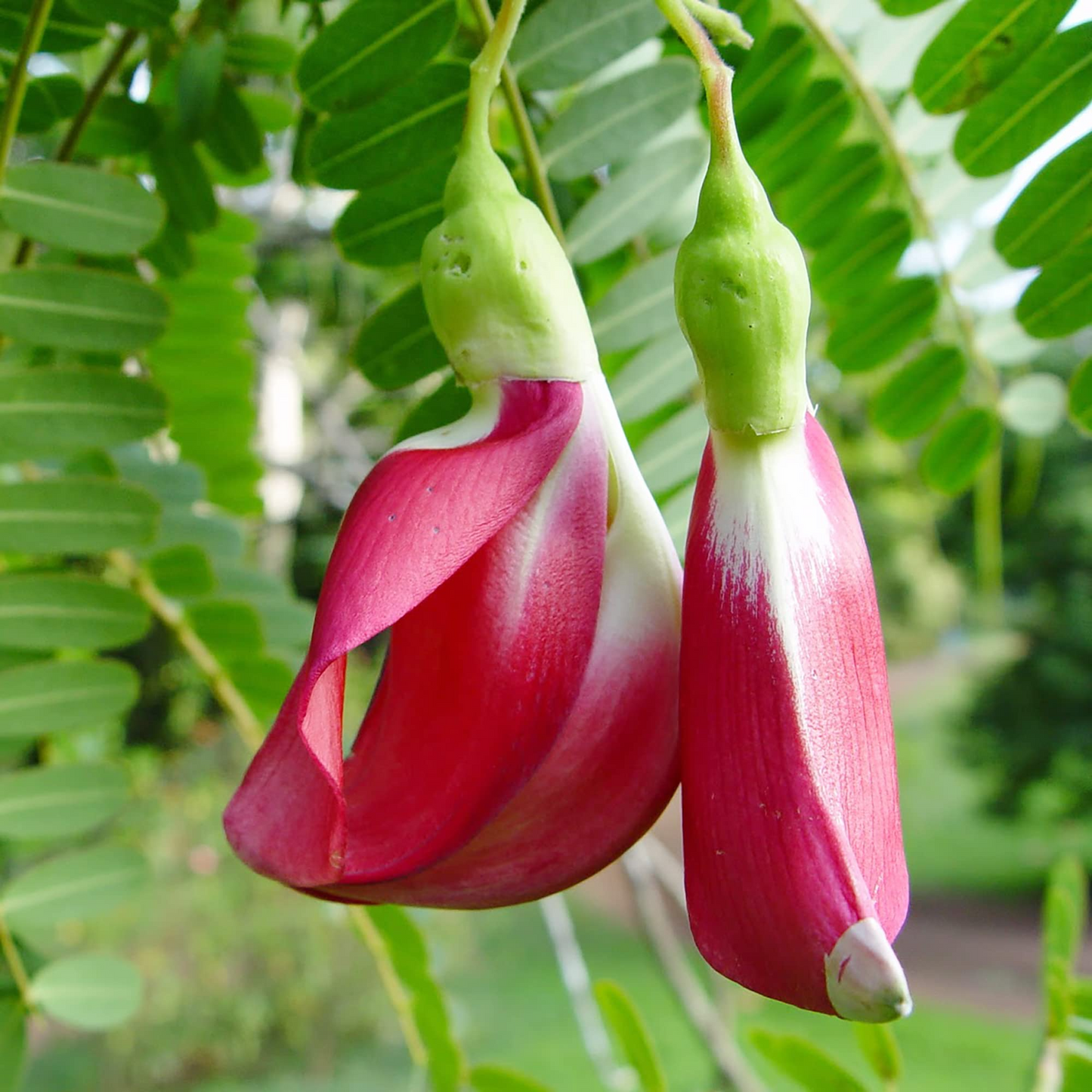 Vegetable Hummingbird Tree Seeds 20 Pack, Edible Flowers, Ornamental, Fast-Growing, Pollinator-Friendly, Tropical, Sesbania grandiflora