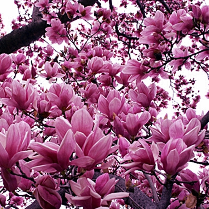 Magnolia Lily Seeds 10 Pack | Pink Flowering Tree | Hardy Perennial | Magnolia liliflora for Garden & Landscape