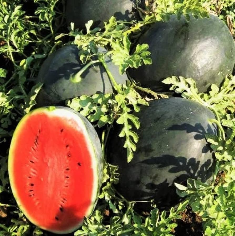 Black Diamond Watermelon Seeds - Heirloom, Large, Juicy Red Flesh, Vining Growth, Citrullus lanatus