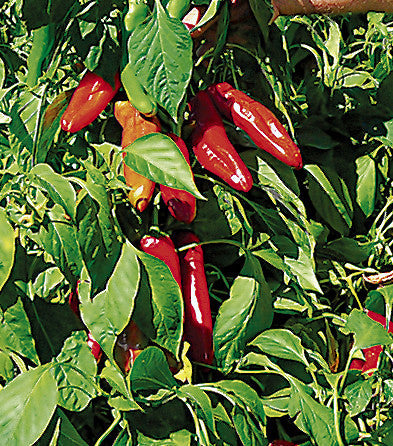 25 Hatch Ms. Junie Pepper Seeds – Capsicum annuum, Mild, Flavorful, High-Yielding for Roasting & Cooking