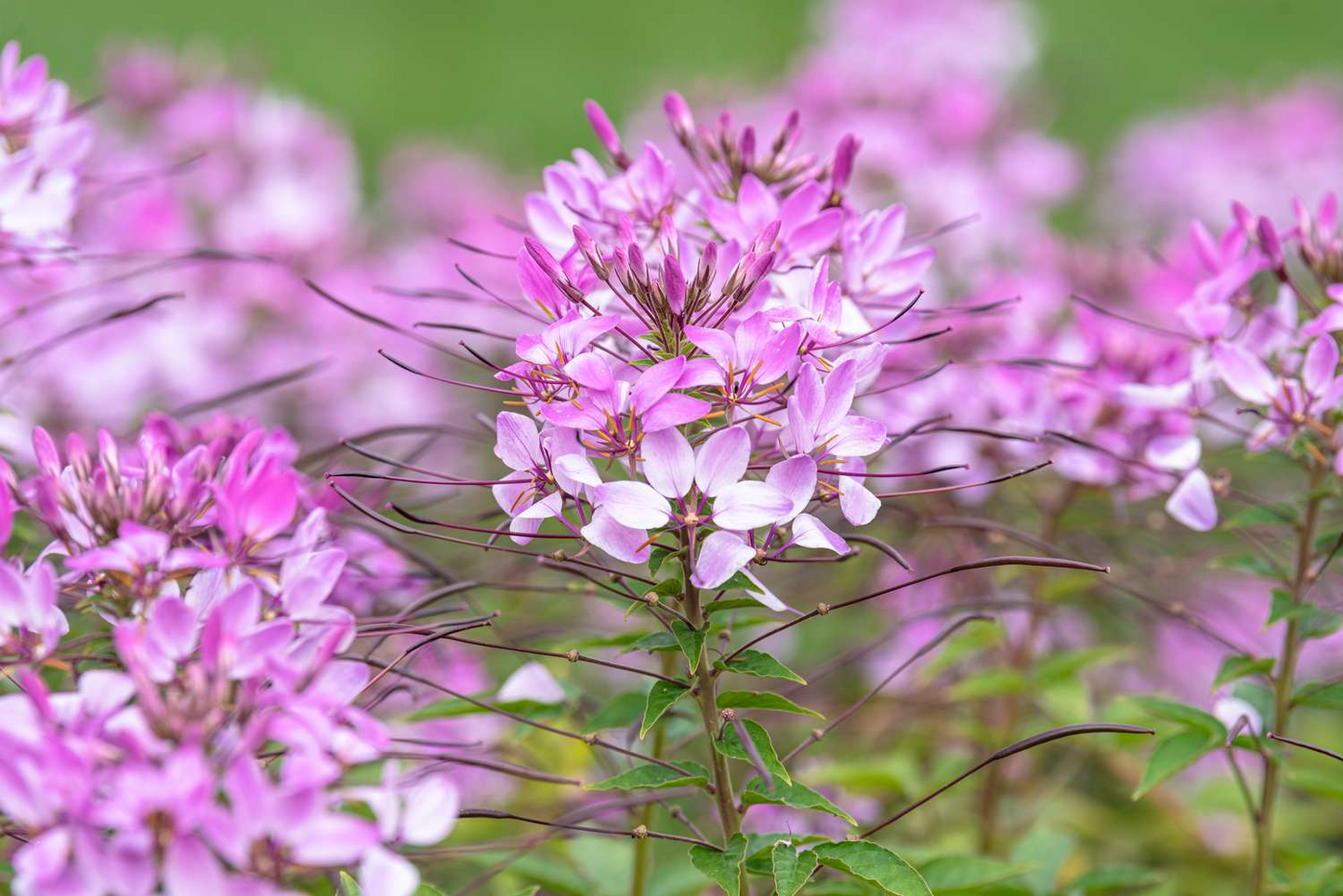 300 Cleome Spider Flower Seeds – White, Pink, Purple Wildflower, Bee-Friendly Bush, Fast-Growing Garden Plant, Cleome hassleriana