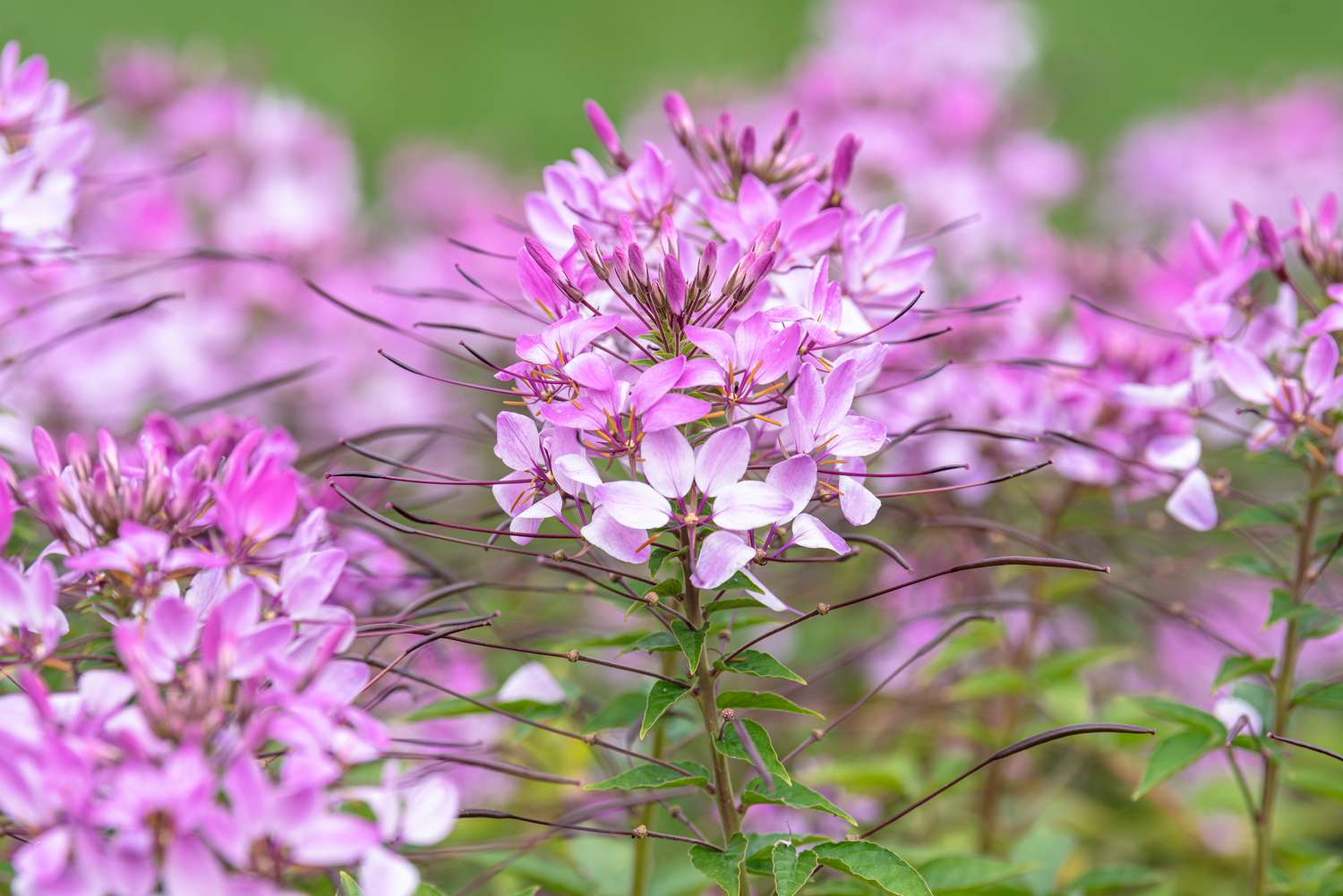 300 Cleome Spider Flower Seeds – White, Pink, Purple Wildflower, Bee-Friendly Bush, Fast-Growing Garden Plant, Cleome hassleriana