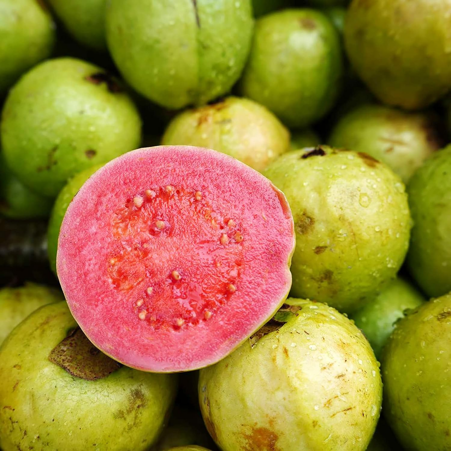 Pink Guava Seeds – Psidium guajava, Tropical Fruit Tree, Non-GMO, Edible Landscaping, Exotic Fruit Seeds