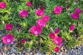 Callirhoe Involucrata Purple Poppy Mallow Seeds - Drought-Tolerant Wildflower, Native Perennial Ground Cover for Garden & Landscape