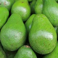 Avocado Semil 34 Starter Plant – Tropical Live Fruit Tree, Persea americana, 12-24 inches