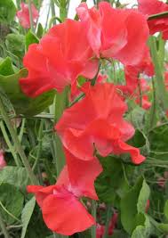 John Markham Sweet Pea Seeds – Deep Crimson Climbing Vine for Trellises, Bouquets & Borders – Lathyrus odoratus, 50+ Seeds