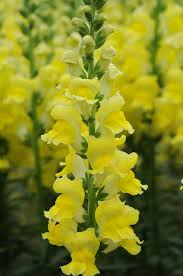 Antirrhinum majus Potomac Yellow Snapdragon Seeds – Bright Yellow Blooms, Tall, Double-Petaled, Pollinator-Friendly, for Garden & Cut Flowers