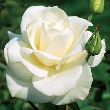 JFK White Rose Bush Cuttings – 6" Unrooted Hybrid Tea Rose with Double White Blooms & Licorice Fragrance, USDA Zones 7-10