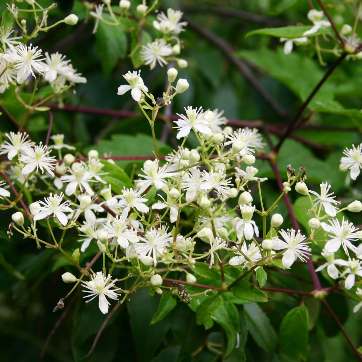 Clematis Virginiana Seeds – Native Flowering Climber for Garden, Trellises & Fences – Virgin's Bower (Clematis virginiana)