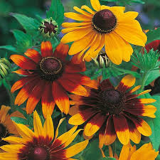 100mg Gloriosa Daisy Seeds Rudbeckia hirta Hardy Perennial Vibrant Multicolored Blooms