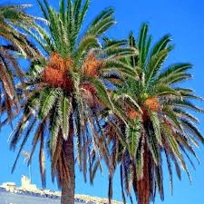 Date Palm Tree Seeds, Phoenix dactylifera, Edible Fruit, Hardy to Zone 8, Tropical Landscaping, Drought-Tolerant Plant