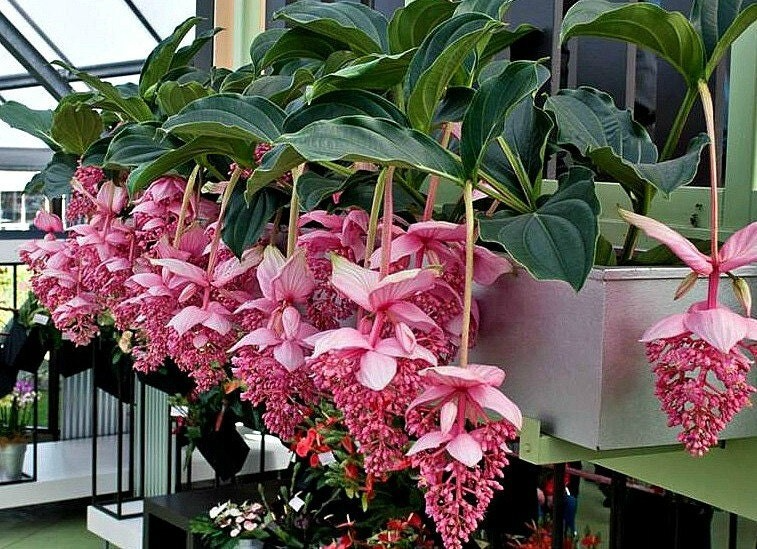 Royal Chandelier Medinilla Magnifica Starter Plant - Rare Pink Blooms, Indoor & Outdoor, Well-Rooted Orchid & Succulent, Tropical Houseplant