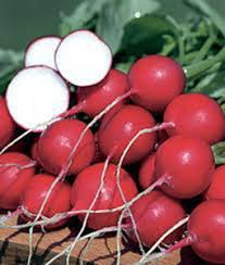 300 Champion Radish Seeds - Heirloom Non-GMO Raphanus sativus, 1-2" Round Radishes, Fast-Growing, Cool Season Vegetable, USA Seller