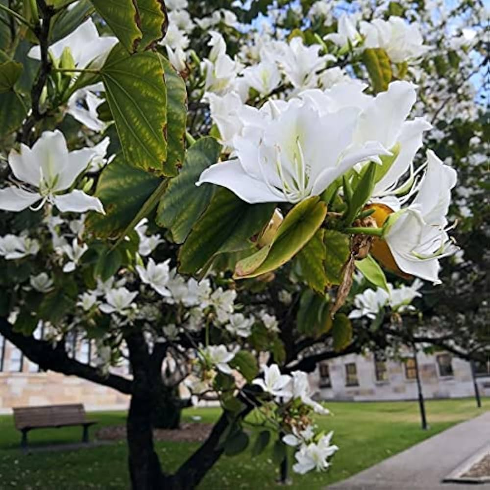 Bauhinia Alba Seeds | White Orchid Tree Flowering Plant | Ornamental Garden Tree | Fragrant White Blossoms
