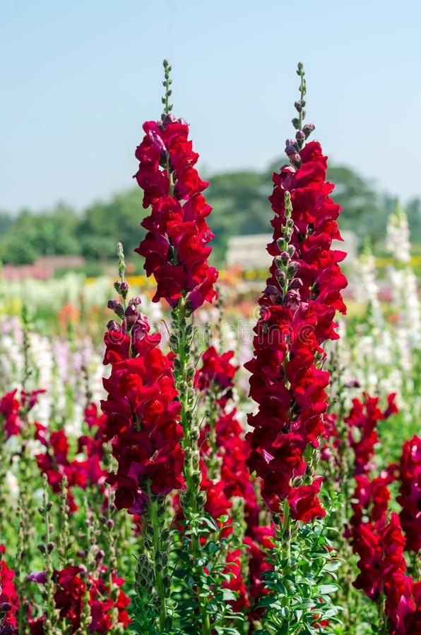 Antirrhinum majus Rocket Red Snapdragon Seeds – 1000+ Deep Red Blooms for Garden & Cut Flowers