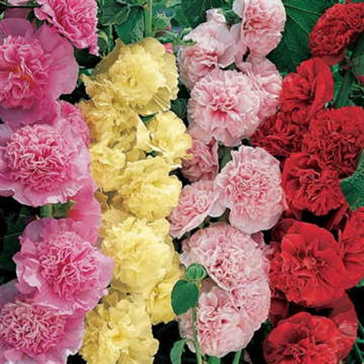 Summer Carnival Mix Hollyhock Seeds | Double Blooms in Red, Pink, Yellow, White | Tall 4-7 ft | USDA Zones 3-8 | Garden Seeds