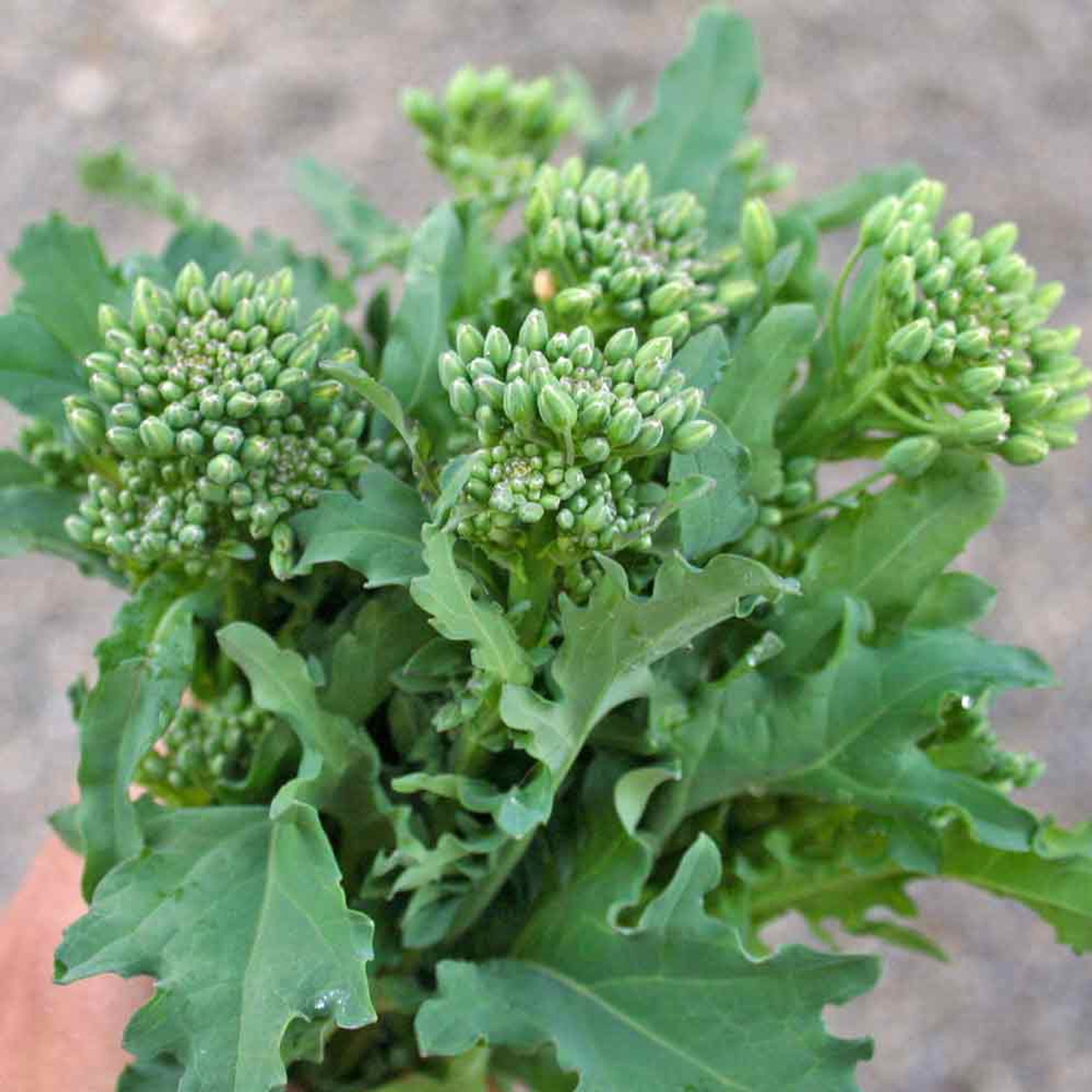 150 Seeds Broccoli Raab Rabe Brassica rapa Heirloom Spring Rapini for Gardening & Culinary Use