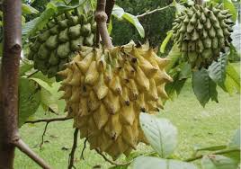 Rollinia Deliciosa 'Biriba' Tropical Fruit Tree | 4-7" Live Starter Plant | Edible Exotic with Lemon Meringue Fruit