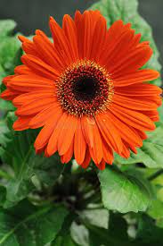 Peach Gerbera Daisy Seeds – 200+ Large Peach Blooms – Perennial Flower for Borders, Containers & Cut Gardens – Gerbera jamesonii