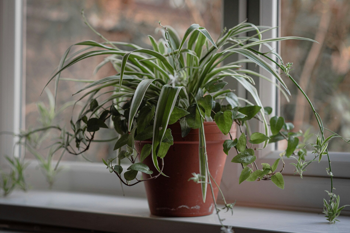 10 Unrooted Spider Plant Cuttings – Chlorophytum comosum Indoor Air Purifier, Easy Care, Green & White Foliage