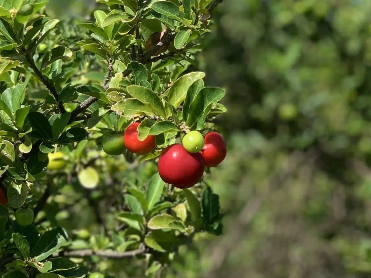Acerola Fruit Tree Seedling 2-3 ft, Malpighia emarginata, Guarani, Barbados, West Indian Cherry for Garden