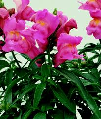 Floral Showers Pink Snapdragon Seeds | Dwarf Pink Blooms | Antirrhinum majus | 1000+ Seeds for Garden & Containers