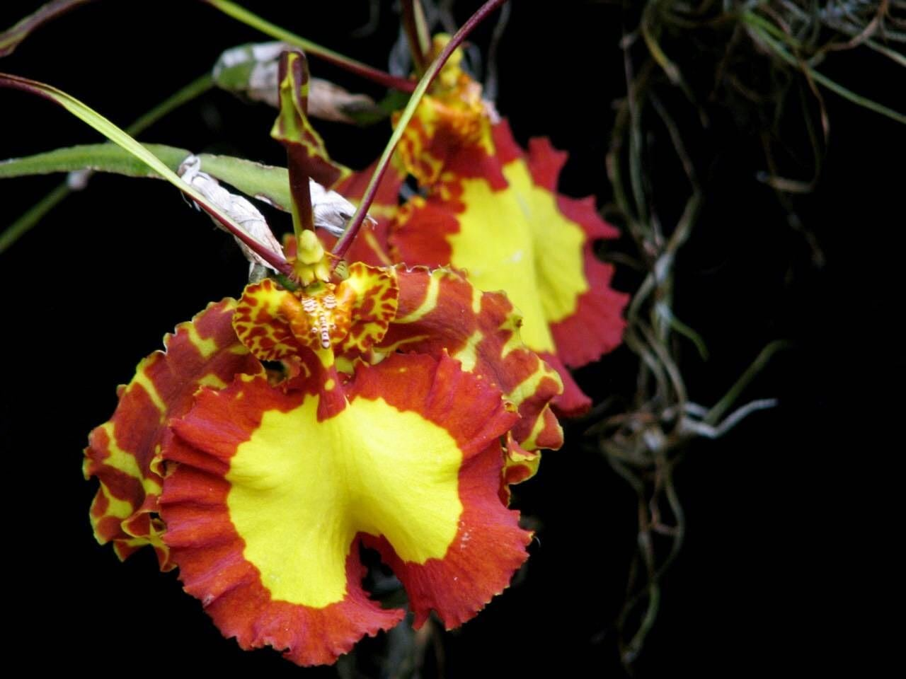 Psychopsis Mendenhall 'Hildos' FCC/AOS Orchid – 2" Pot, Red and Yellow Cattleya, Tropical Indoor/Outdoor Live Orchid Plant