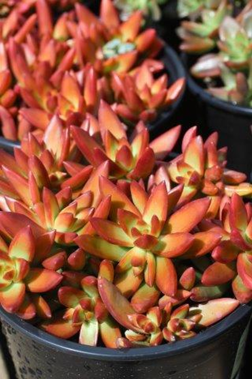 Sedum Adolphi Firestorm Live Cuttings – Yellow-Red Rosettes, Succulent Garden, Drought-Tolerant, USDA Zones 9-11