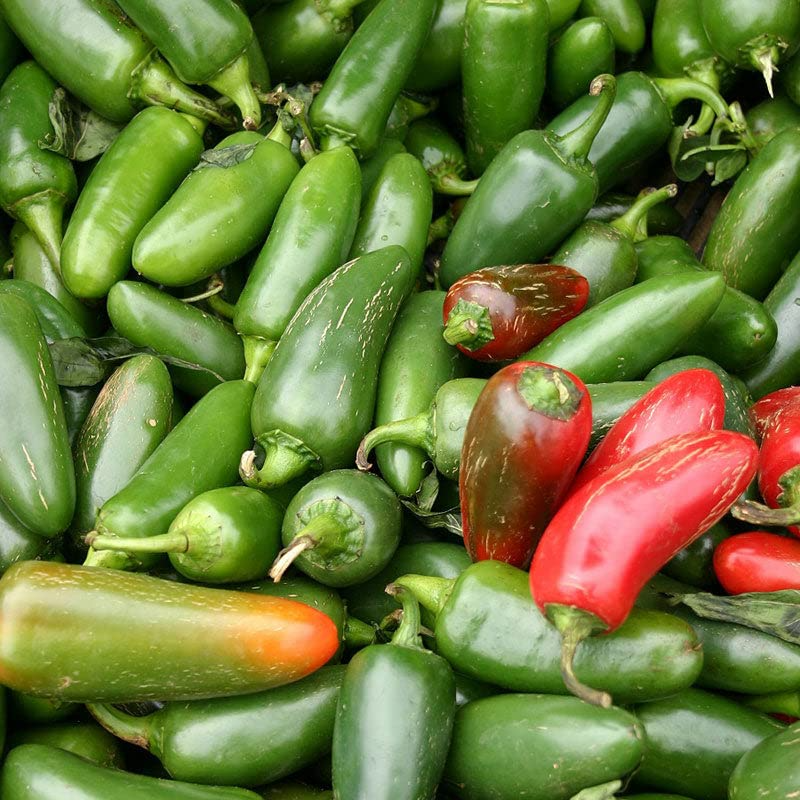 300 Jalapeno M Pepper Seeds - Non-GMO Heirloom, Medium Hot, High Yield, Capsicum annuum, Salsa & Pickling