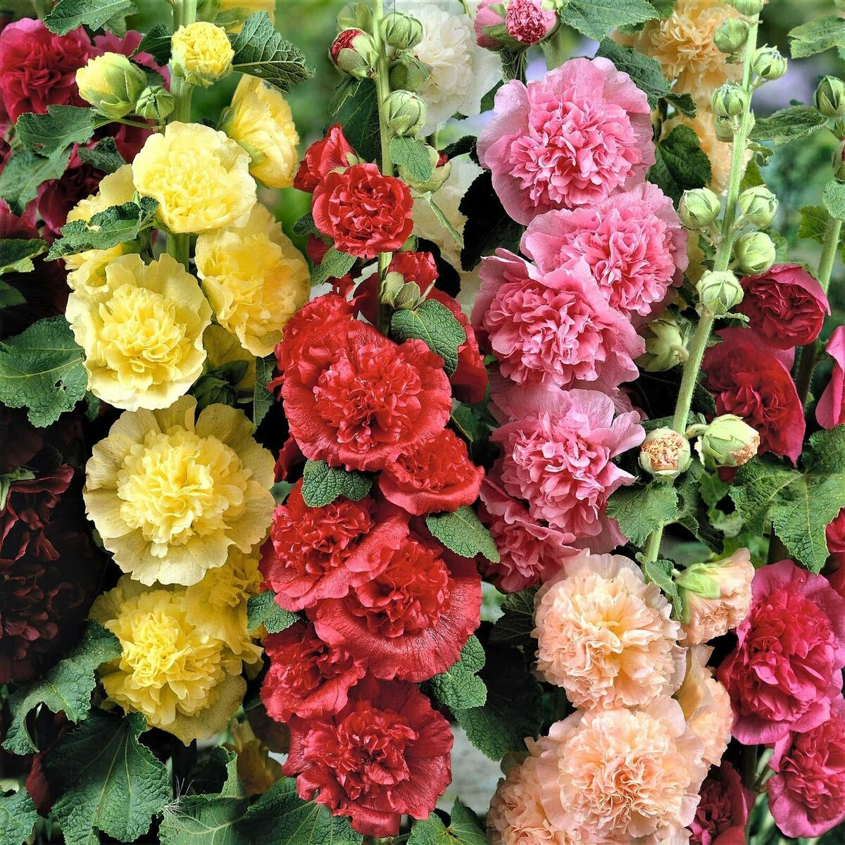 Hollyhock Seeds 100 Pack | Chater's Double Mix | Peony Flowered | Alcea rosea | Garden Flowers, Hardy, Non-GMO