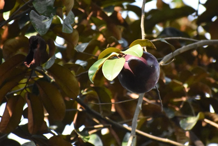 Caimito Purple Star Apple Tree Seedling | Exotic Tropical Fruit Plant in 2.5" Pot | Chrysophyllum cainito