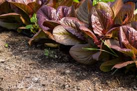 Heirloom Romaine Lettuce Seeds | Rouge De Hiver | Red-Tinted Leaves | Lactuca sativa | Cold Hardy, Non-GMO