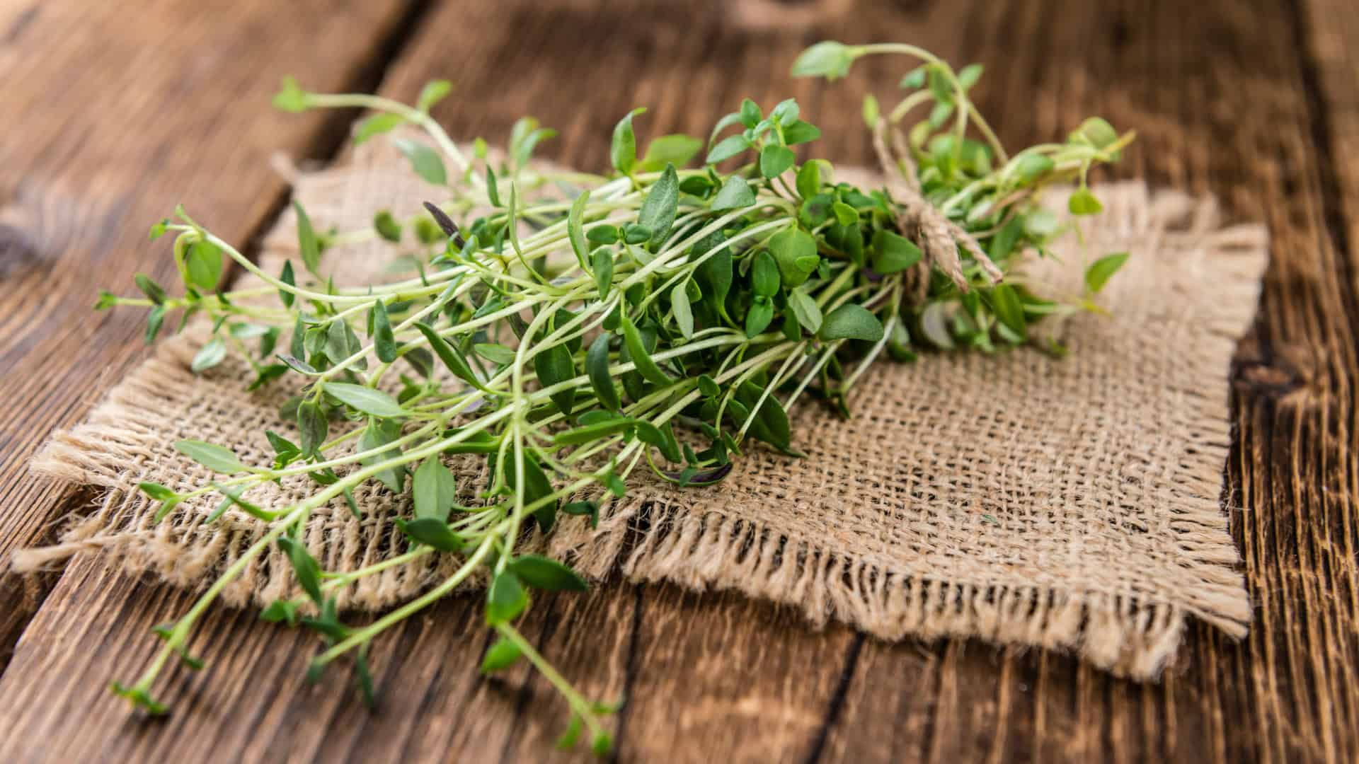 Thyme Seeds 100mg Thymus vulgaris Aromatic Herb Non-GMO Perennial Culinary & Medicinal Uses