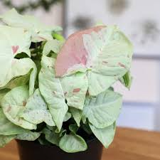 Syngonium podophyllum 'Milk Confetti' Live Arrowhead Plant in 4-Inch Pot – Variegated Indoor Houseplant, Air Purifying, Easy Care