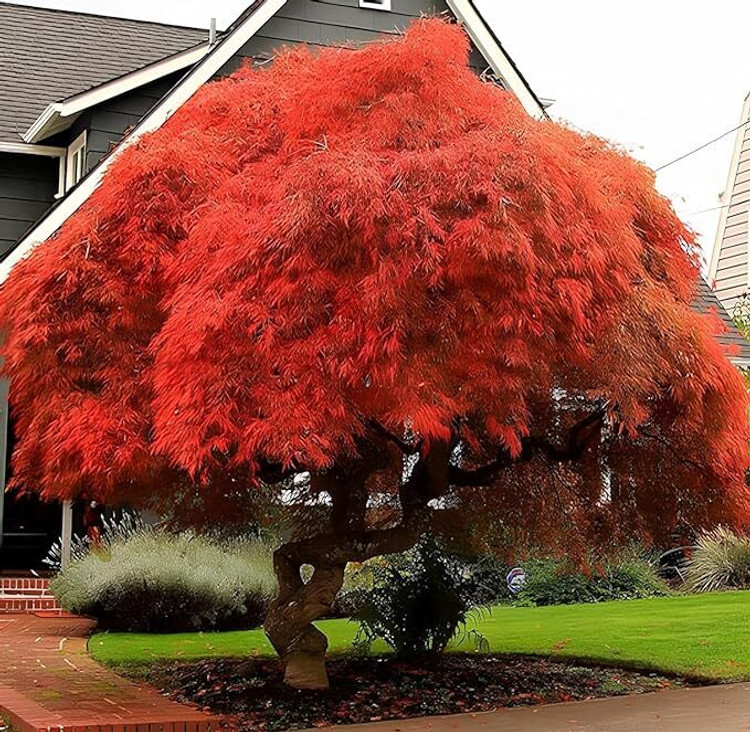 Acer Grosseri Seeds, Rare Hardy Maple, Bonsai & Garden Tree, Exotic Plant Seeds, 10 Pack
